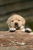 LABRADOR 1294